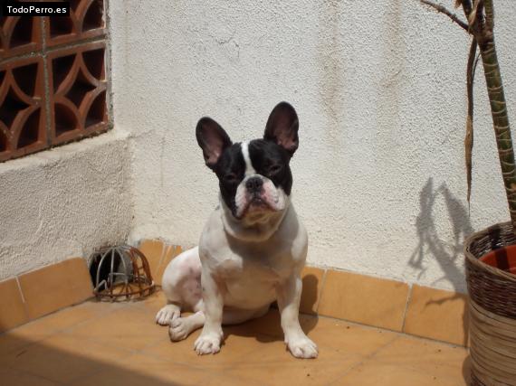 La foto del perro