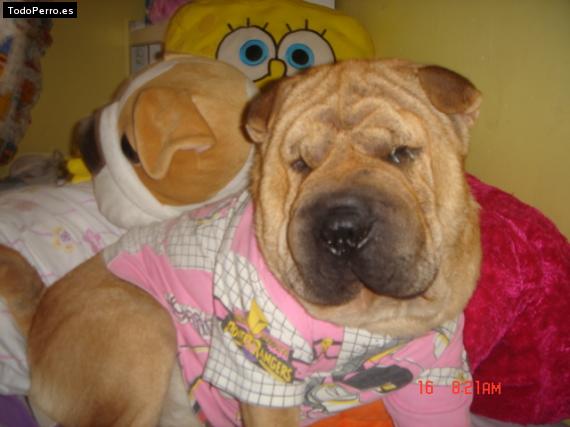 La foto del perro