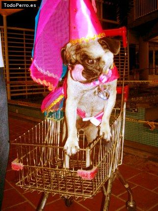 La foto del perro
