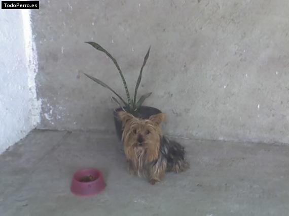 La foto del perro