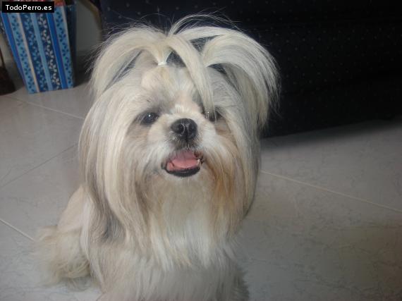 La foto del perro