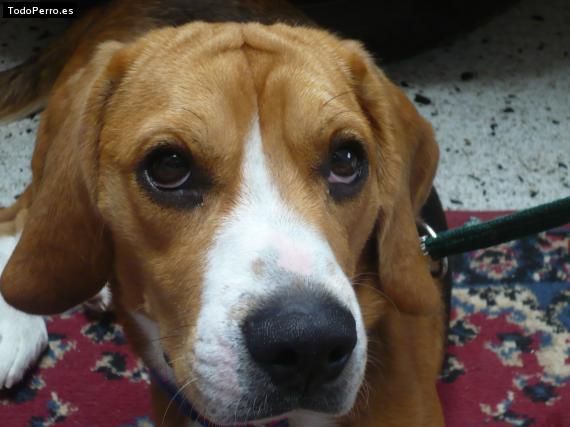 La foto del perro