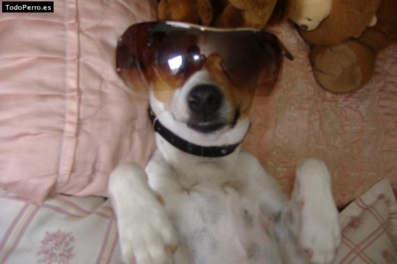 La foto del perro