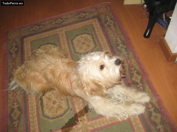 Foto del perro Scrapy