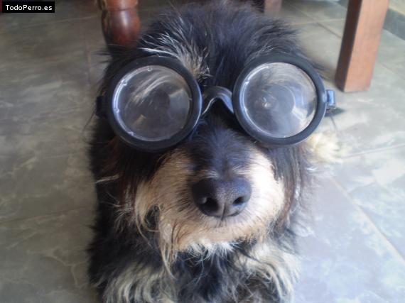 Foto del perro Rocco