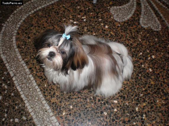 La foto del perro
