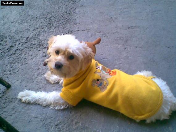 La foto del perro