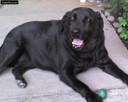 La foto del perro