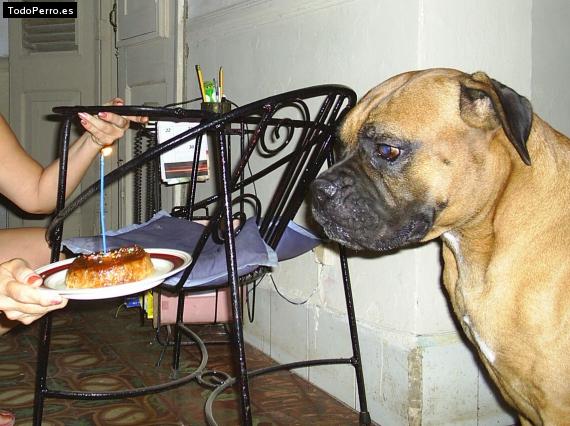 La foto del perro