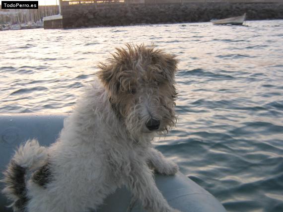 La foto del perro