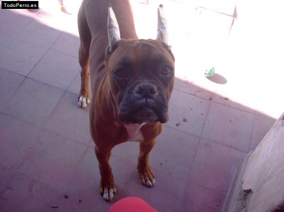 La foto del perro
