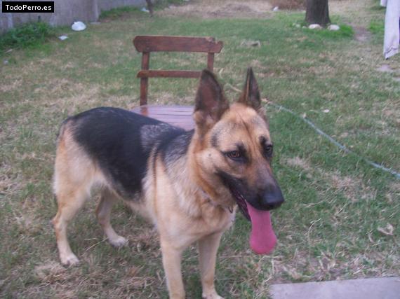 La foto del perro