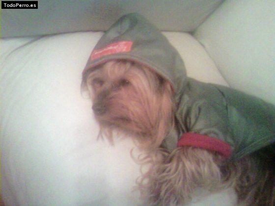 La foto del perro