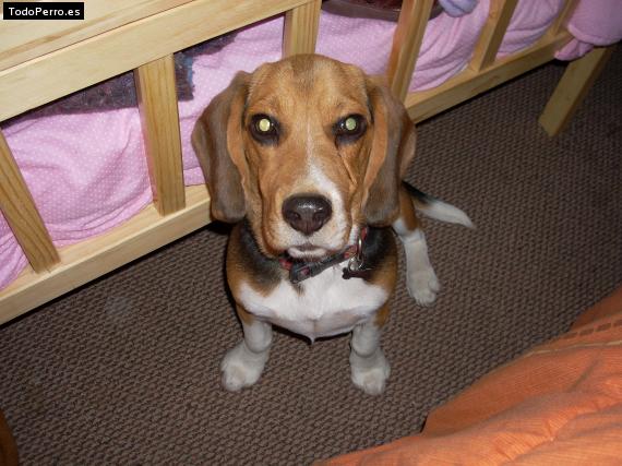 La foto del perro