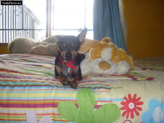 La foto del perro