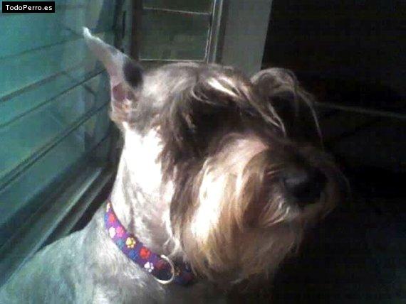 La foto del perro