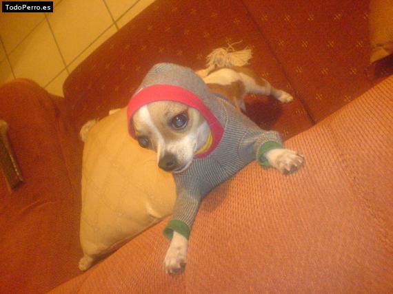 La foto del perro