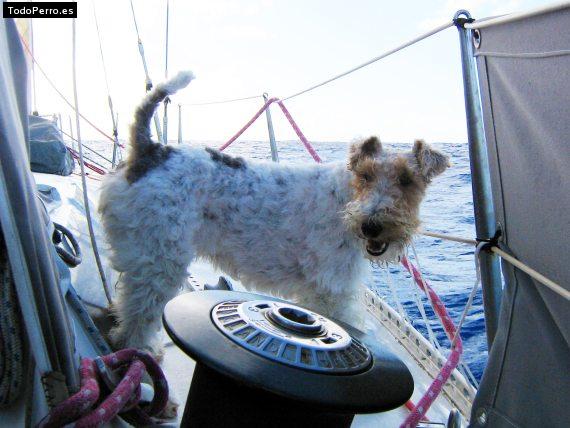 La foto del perro