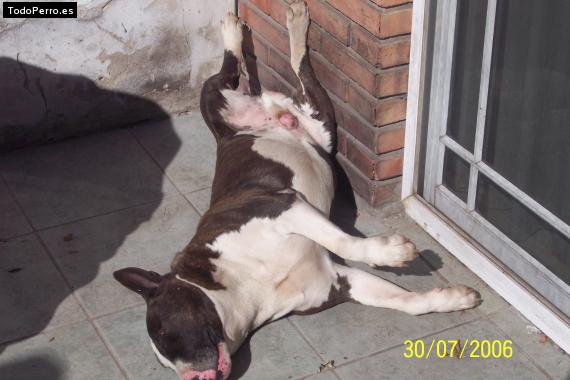 La foto del perro