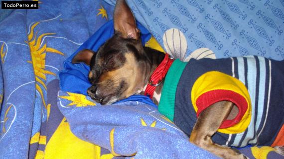 La foto del perro