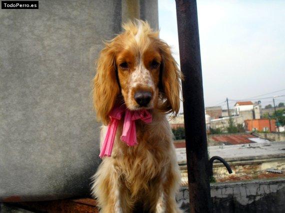 La foto del perro