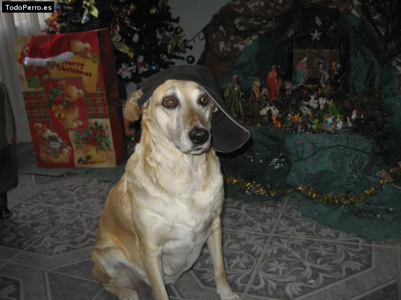 La foto del perro