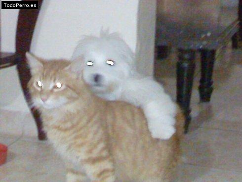 La foto del perro