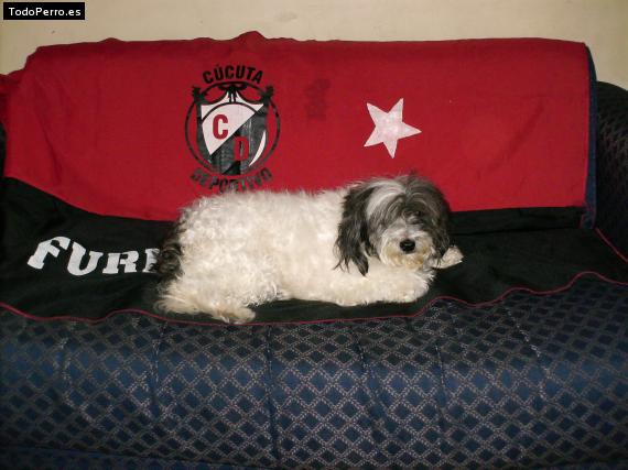 La foto del perro