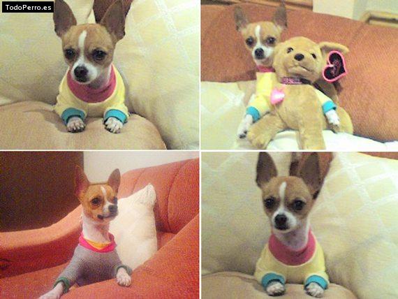 La foto del perro