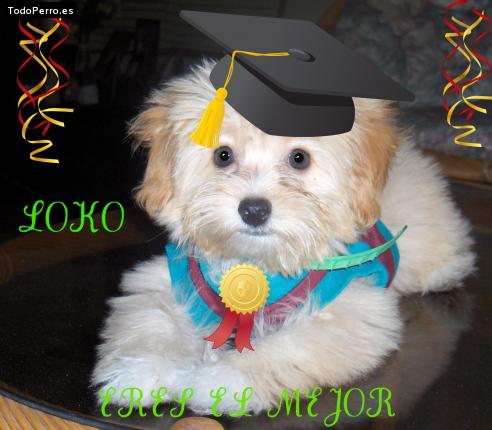 La foto del perro