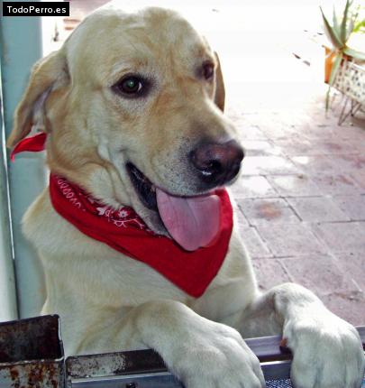 La foto del perro