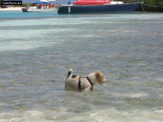 La foto del perro
