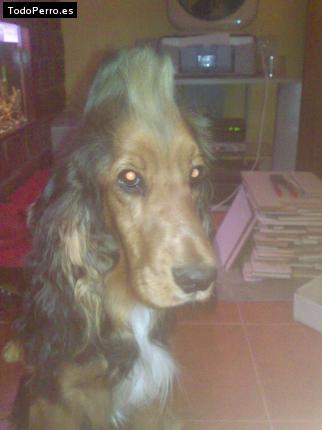 La foto del perro