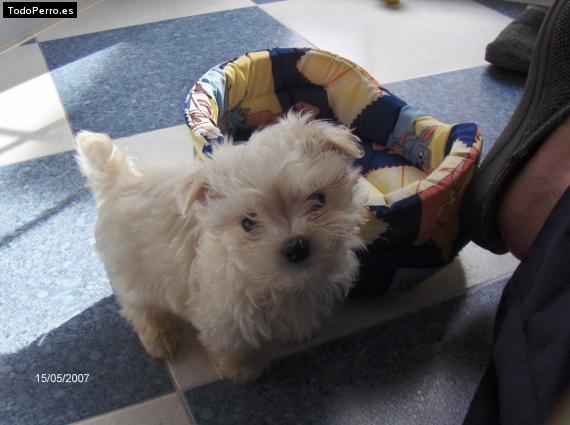 La foto del perro