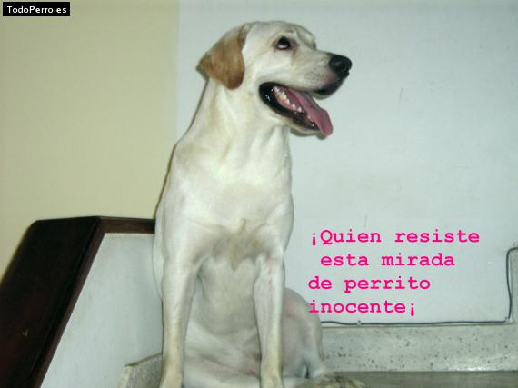 La foto del perro
