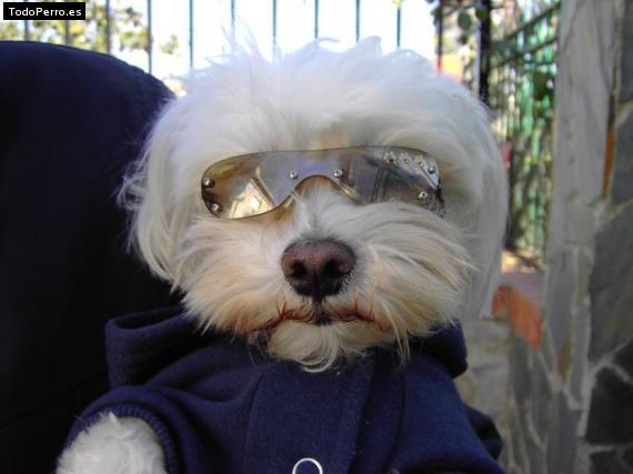 La foto del perro