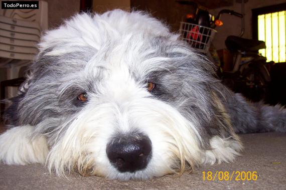 La foto del perro