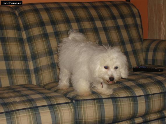 La foto del perro