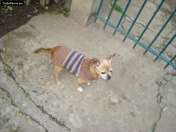 La foto del perro