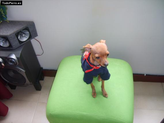 La foto del perro