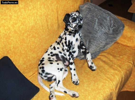 La foto del perro