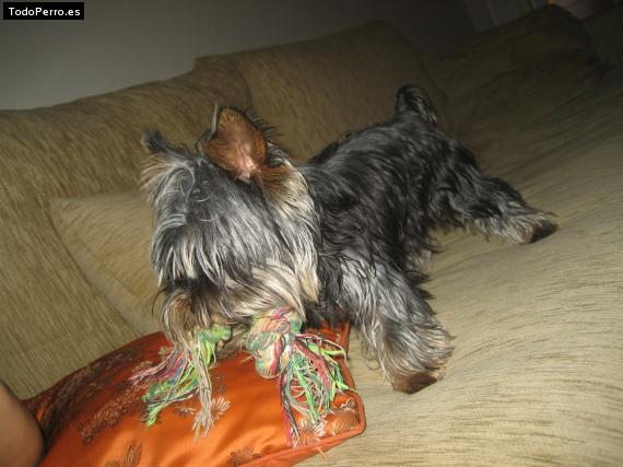 La foto del perro