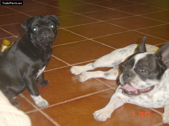 La foto del perro