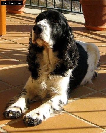 La foto del perro