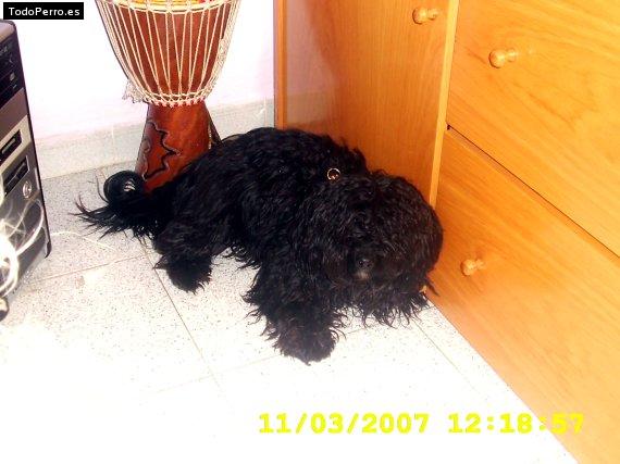 Foto del perro Negrita