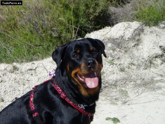 La foto del perro