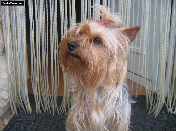 La foto del perro