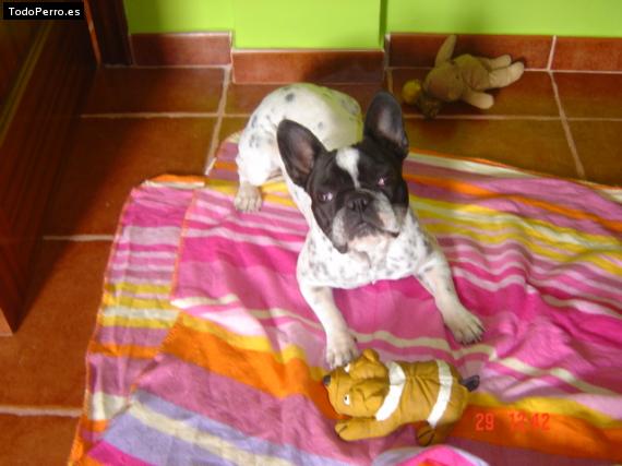 La foto del perro