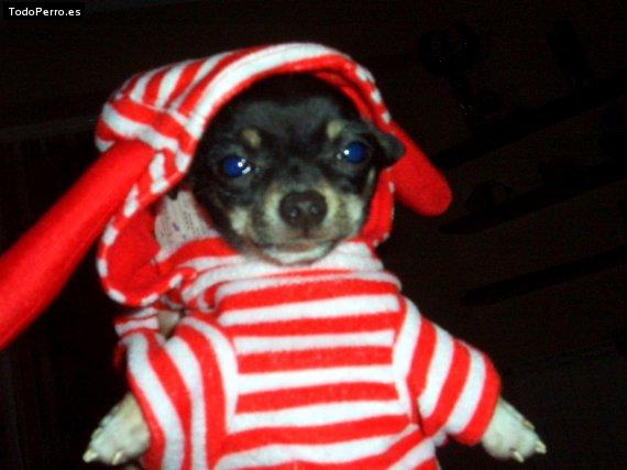 La foto del perro