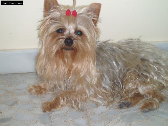 La foto del perro